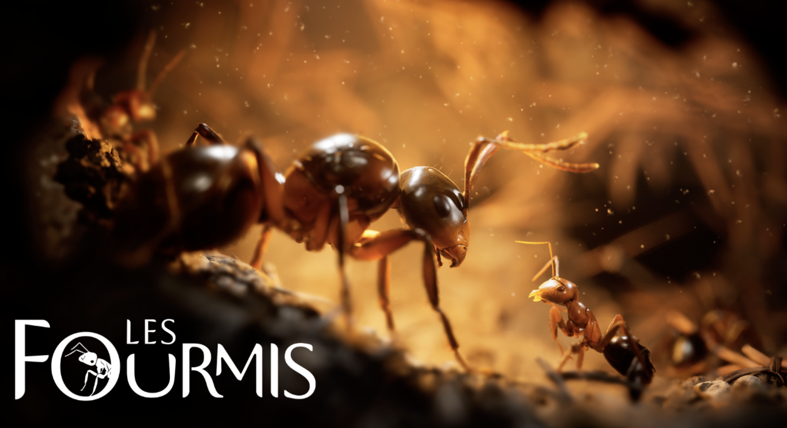 Image en gros plan, à l’éclairage chaud et doré, représentant deux fourmis rouges dans un environnement souterrain naturel. Au centre, une grande fourmi vue de profil avance sur une surface rocheuse, ses antennes orientées vers l’avant. À droite, une fourmi plus petite, également de profil, se dresse sur ses pattes avant comme pour interagir avec la plus grande. L’arrière-plan flou laisse apparaître des galeries et particules en suspension, renforçant l’ambiance immersive d’un nid. En bas à gauche, le titre « LES FOURMIS » est inscrit en lettres blanches, avec une silhouette stylisée de fourmi intégrée dans la lettre « O » du mot « FOURMIS ».